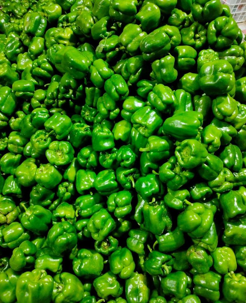 山西晋北绿色甜椒、青椒、圆椒货源稳定价格便宜欢迎咨询