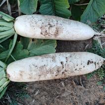白萝卜（2-2.5斤，通体纯白）沈阳铁西种植基地10万斤