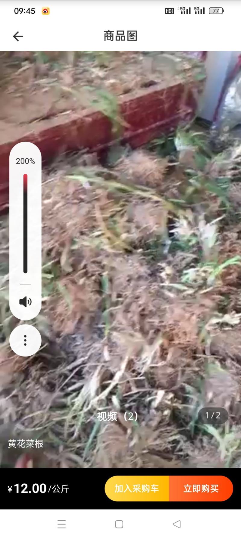 黄花菜种苗10cm以下