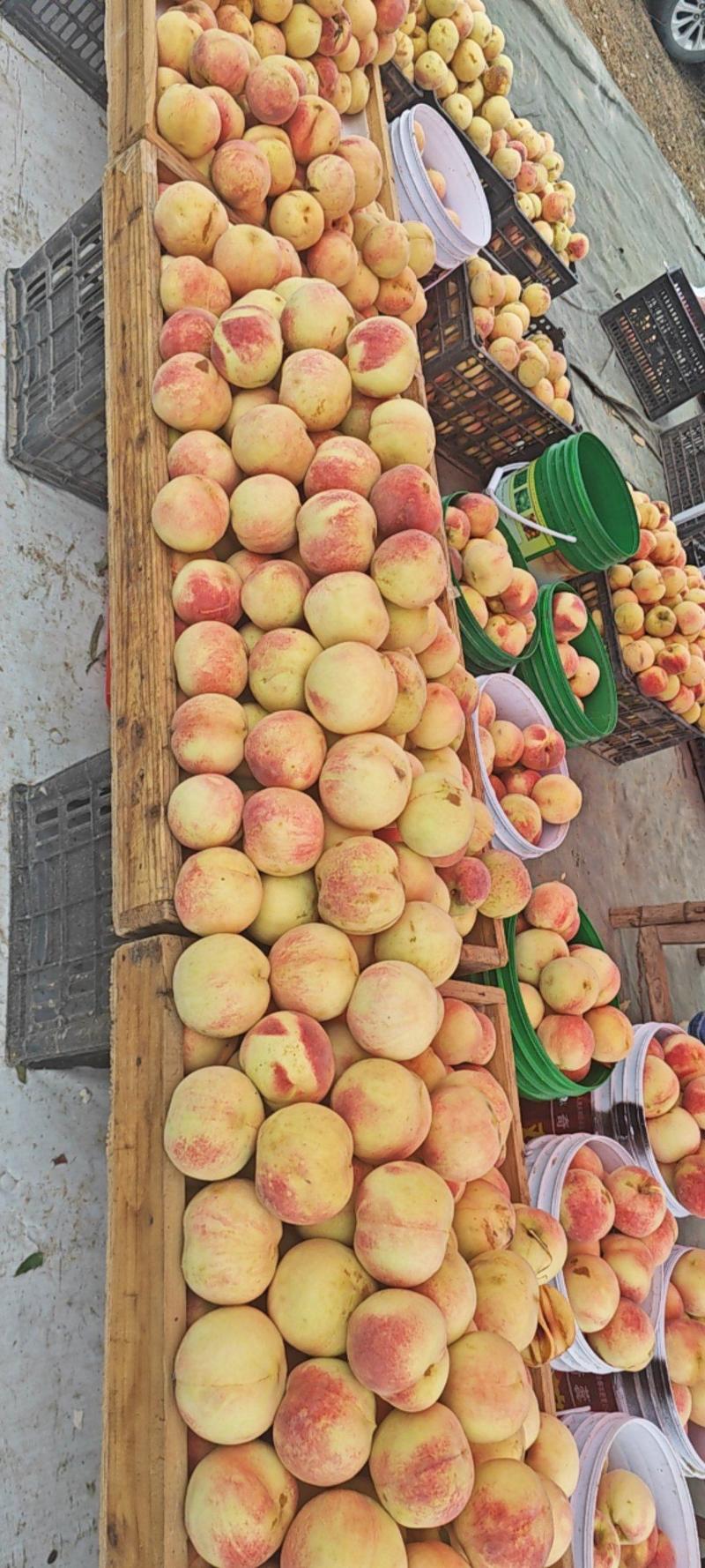 国庆红桃，水蜜桃，果个均匀，口感脆甜，货架期长耐储运