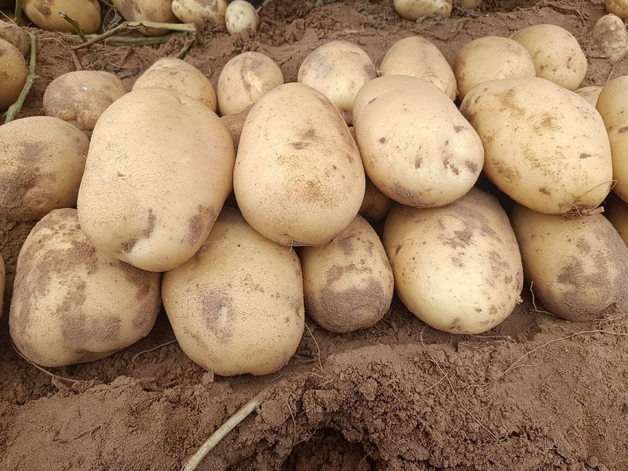 熟土豆保存实操图