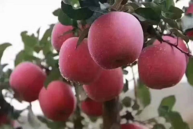 新疆阿克苏红旗波冰糖心平果
