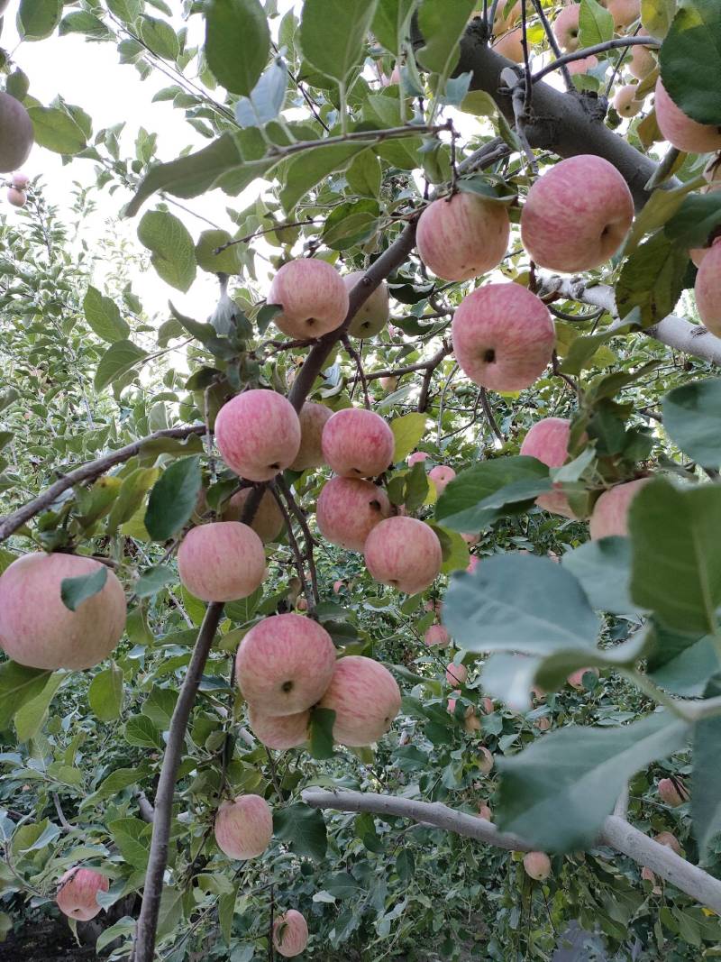 新疆阿克苏红旗波冰糖心平果