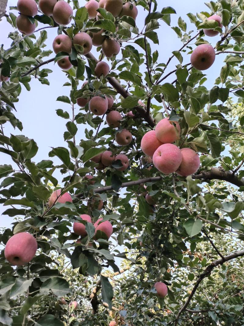 新疆阿克苏红旗波冰糖心平果
