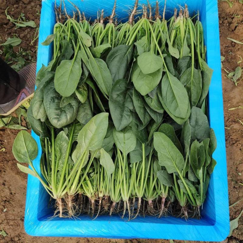 大叶菠菜，一手货源，可地头装货，欢迎合作！，质量保证！