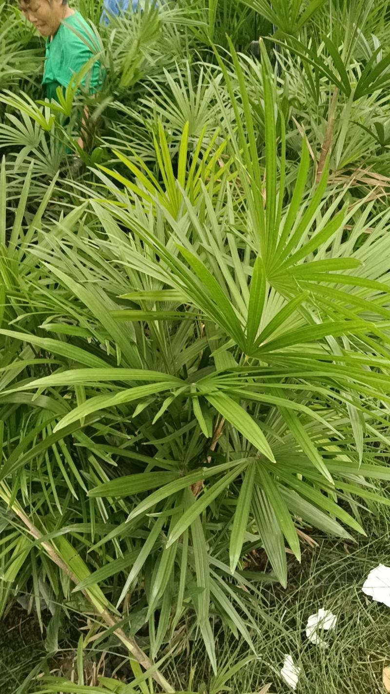 棕竹