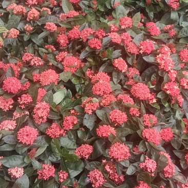 龙船花