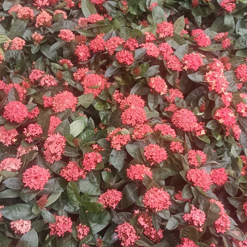 龙船花