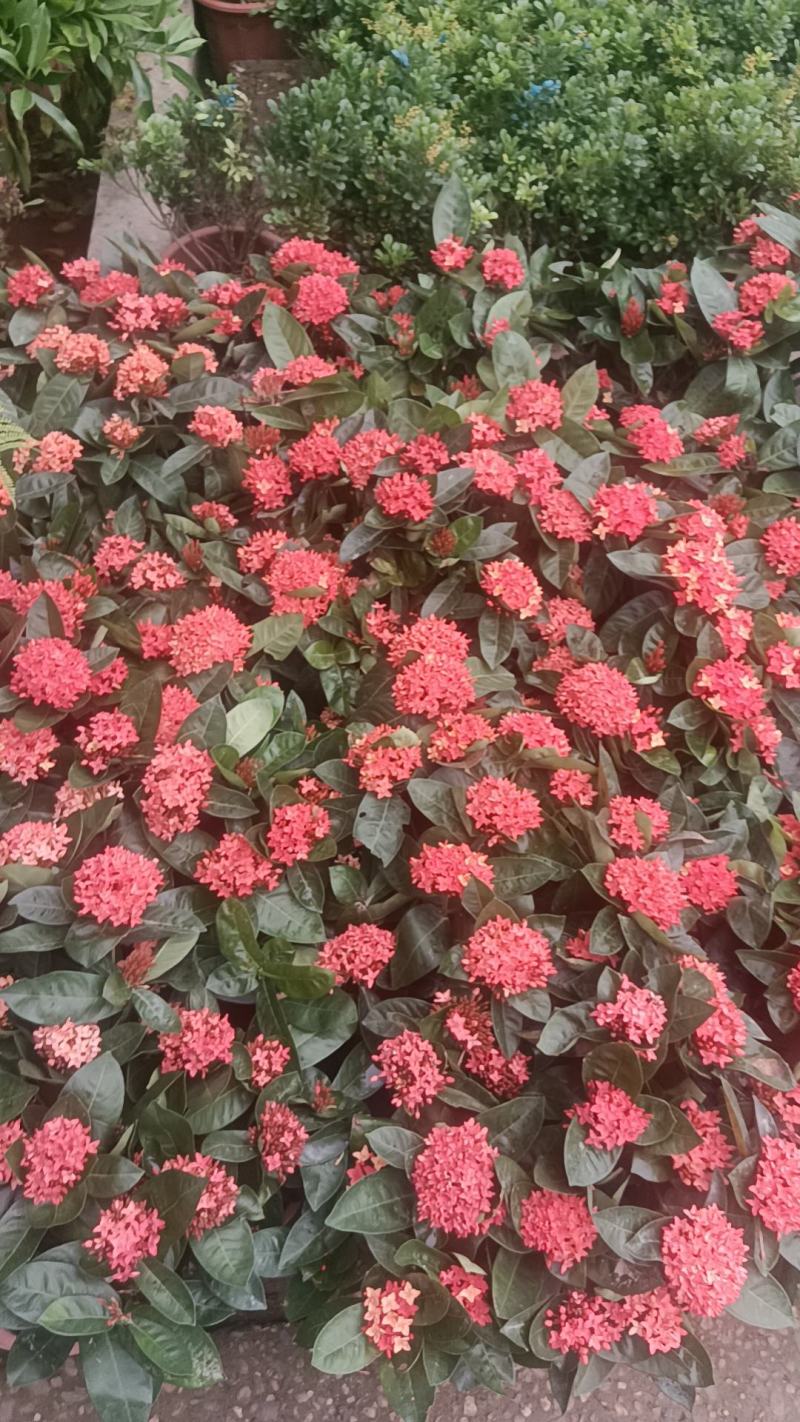 龙船花