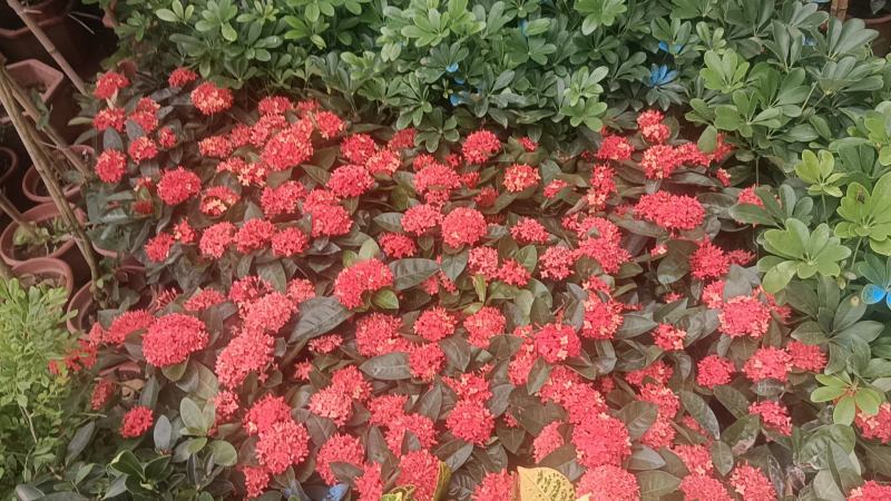 龙船花