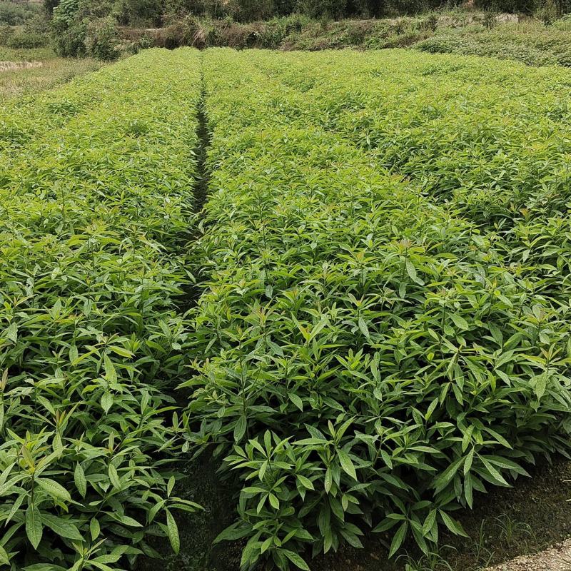 木荷袋苗8.5*10袋
