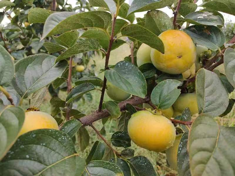 一个成熟的脆柿正面特写,橙红色外皮光亮,果蒂翠绿完整,背景为木质餐桌,旁边放有一把不锈钢水果刀和一块白色餐巾布 脆柿外观特写