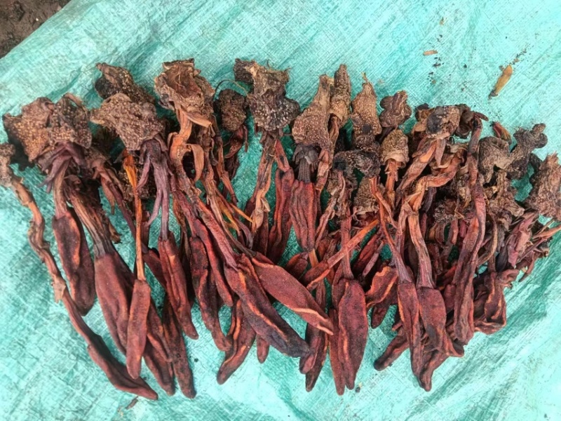 回春草干货颜色好量大议价一手货源基地直发