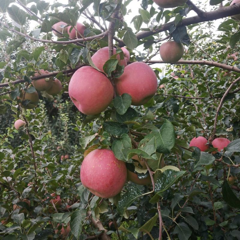 丑苹果大量上市了，需要的老板联系我，价格美丽