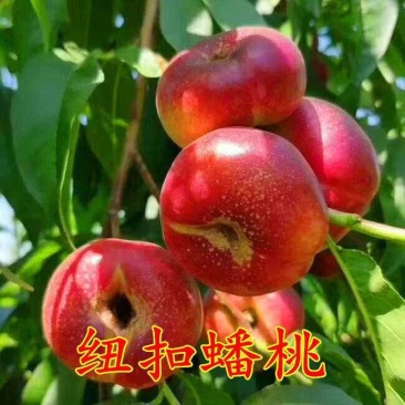 红蟠桃树苗新品种红油蟠桃纽扣蟠桃果树苗山东桃树苗