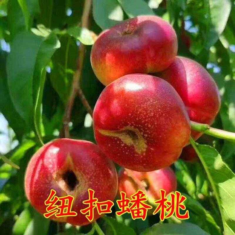 红蟠桃树苗新品种红油蟠桃纽扣蟠桃果树苗山东桃树苗