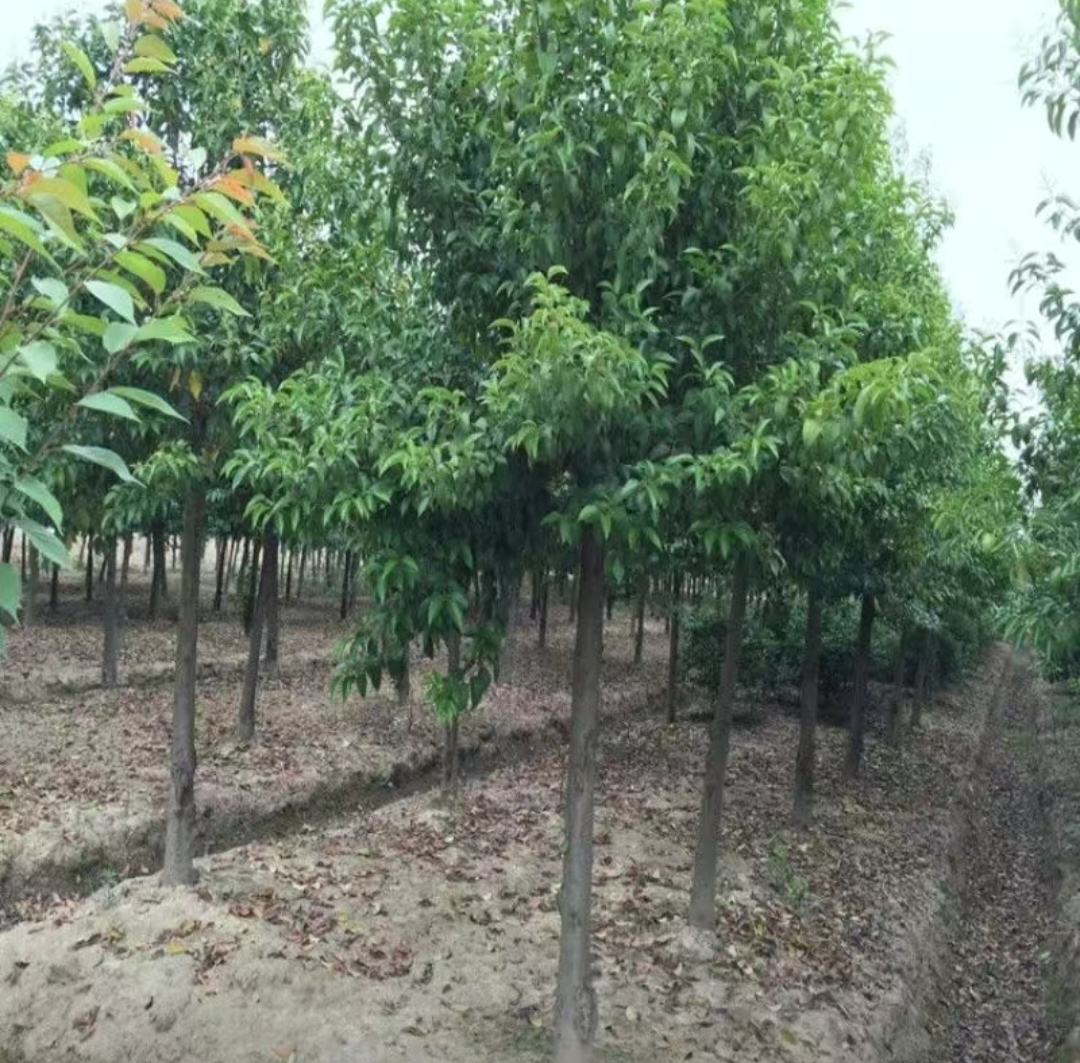 大叶女贞幼苗与成树对比图