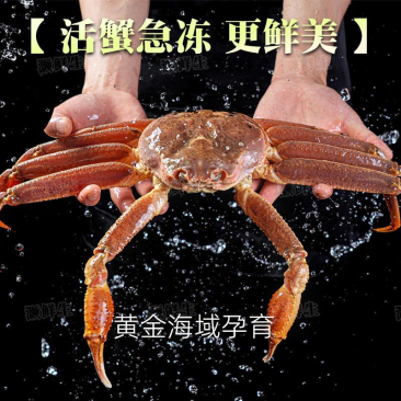 松叶蟹板蟹长腿蟹活冻高品质板蟹海洋蟹螃蟹长腿蟹
