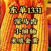 玉米种子，东单1331种子，种子，全国
