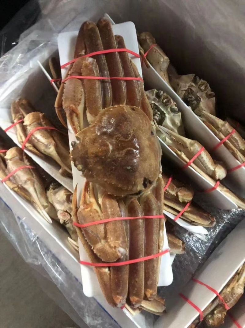 松叶蟹板蟹长腿蟹活冻高品质板蟹海洋蟹螃蟹长腿蟹