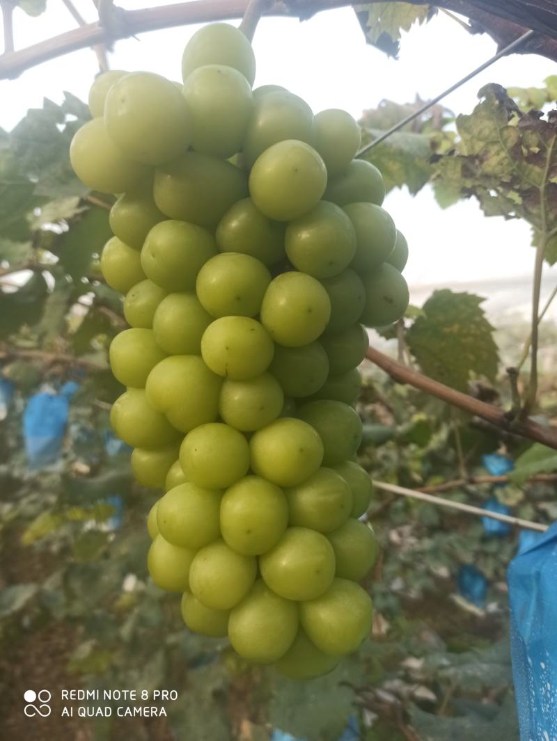 阳光玫瑰