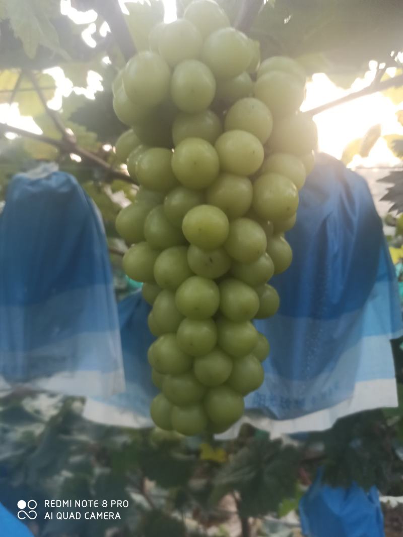 阳光玫瑰