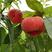 蟠桃树苗红蟠桃新品种果树苗美国红蟠桃山东桃苗保品种保成活