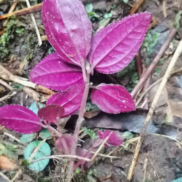 人工种植不了的一个产品。只有适合的环境才会生长