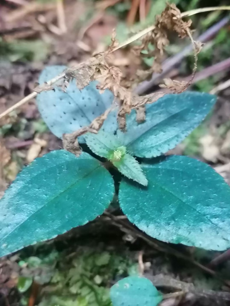 人工种植不了的一个产品。只有适合的环境才会生长