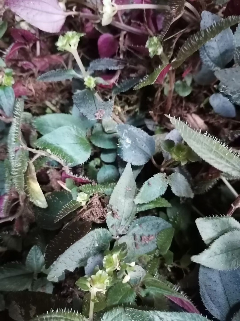 人工种植不了的一个产品。只有适合的环境才会生长