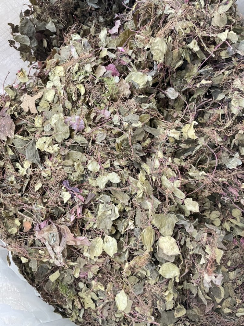 人工种植不了的一个产品。只有适合的环境才会生长