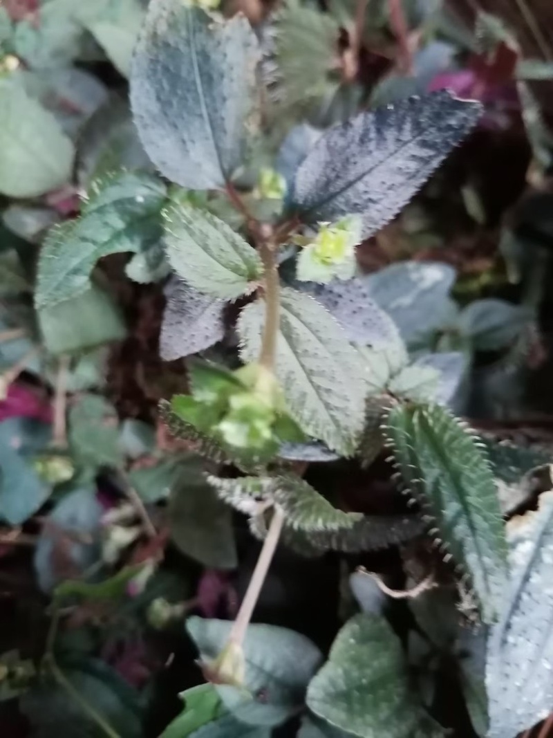 人工种植不了的一个产品。只有适合的环境才会生长