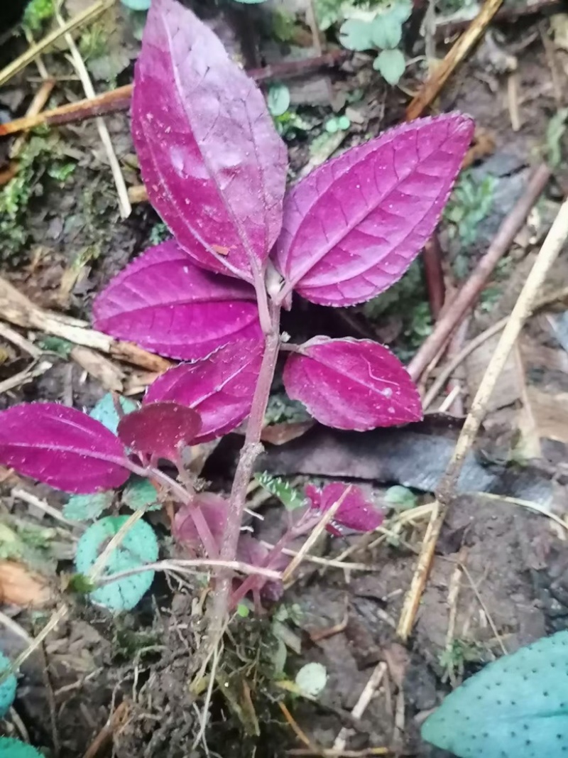 人工种植不了的一个产品。只有适合的环境才会生长