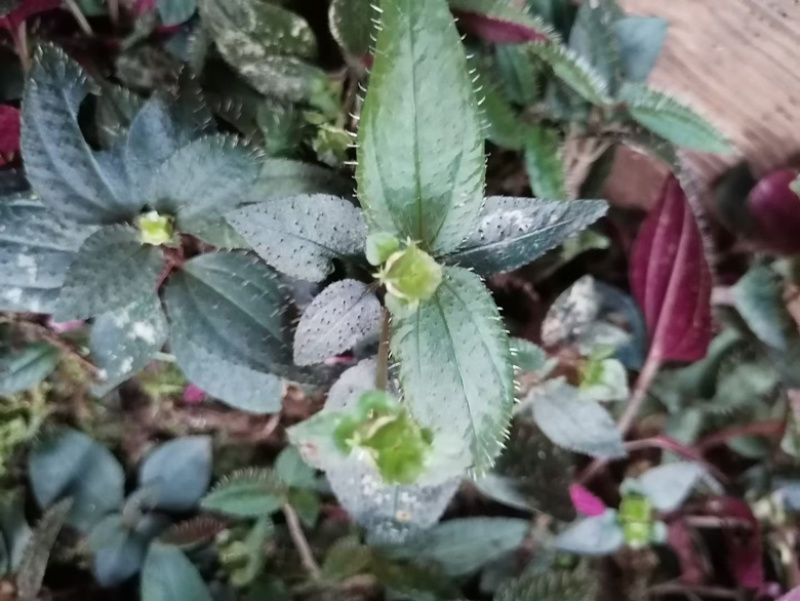 人工种植不了的一个产品。只有适合的环境才会生长