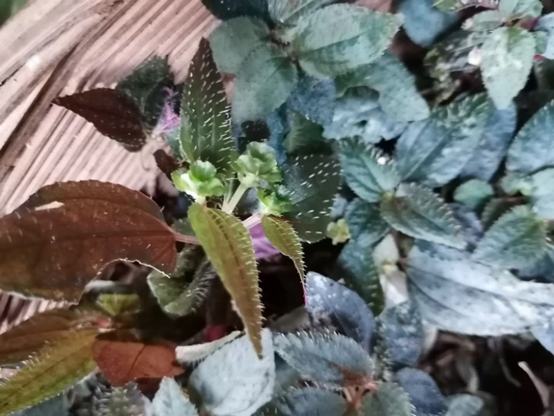 人工种植不了的一个产品。只有适合的环境才会生长