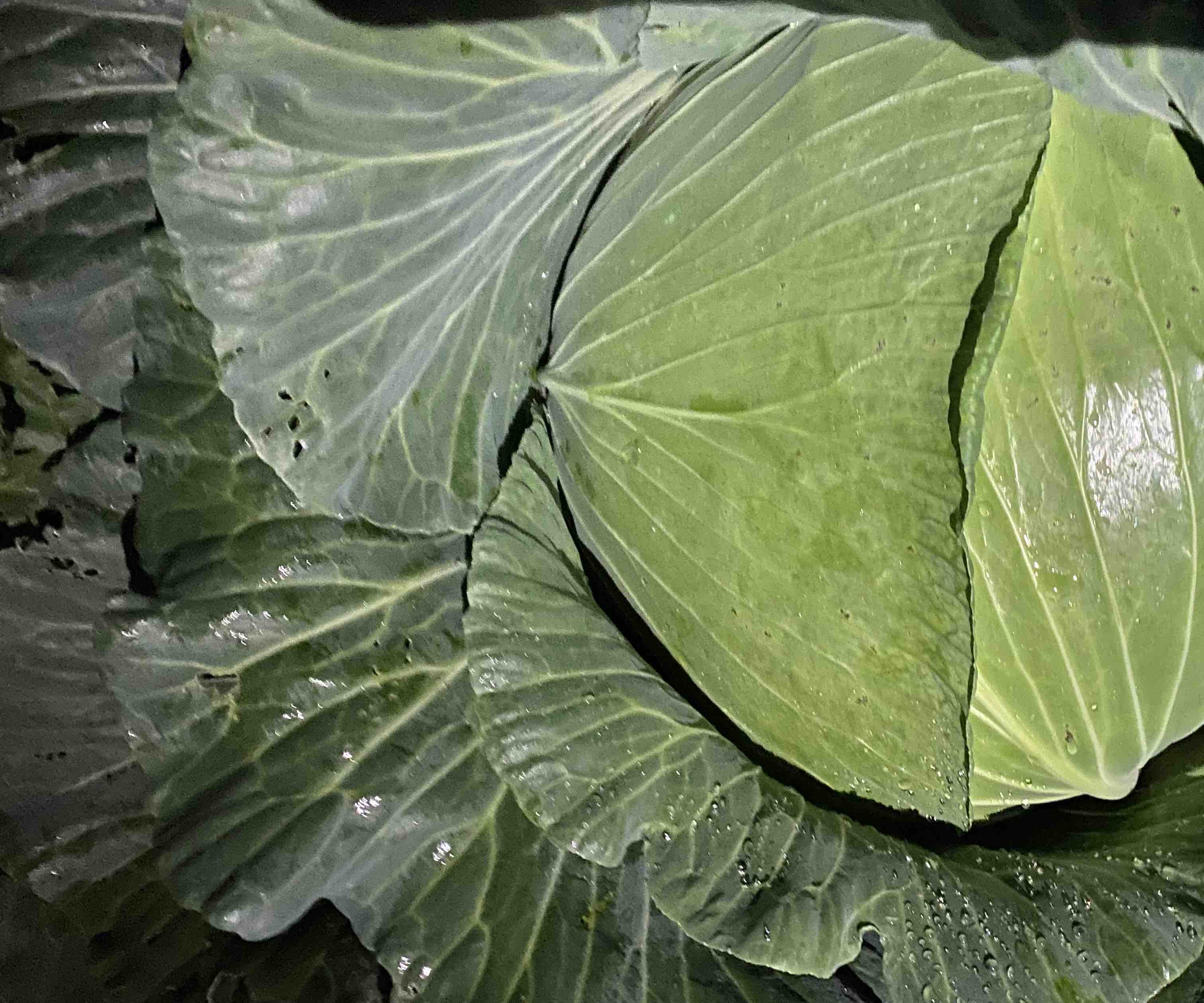 图片说明:展示圆包菜与扁包菜在不同菜肴中的应用,如炒菜与炖汤 不同包菜的烹饪场景图