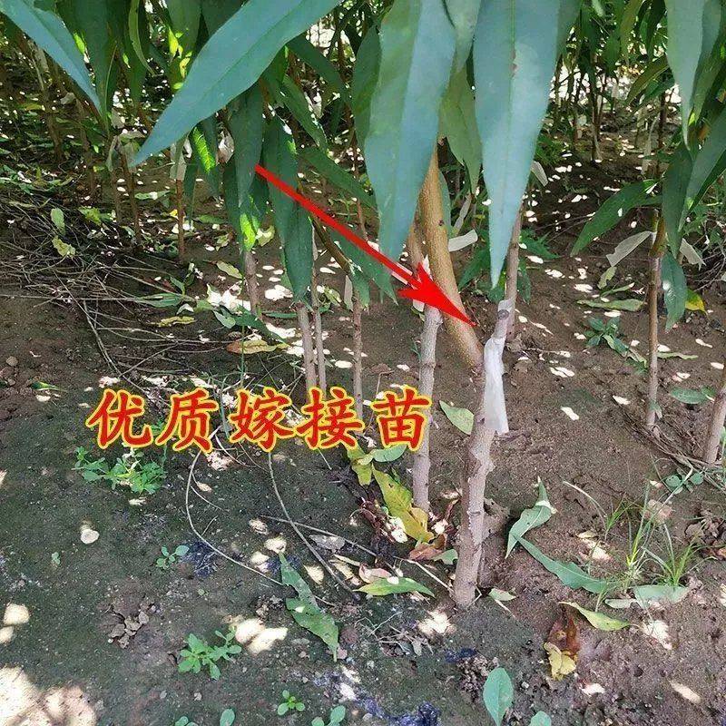 黄金蟠桃新品种桃树苗黄金油蟠桃果树苗离核大果