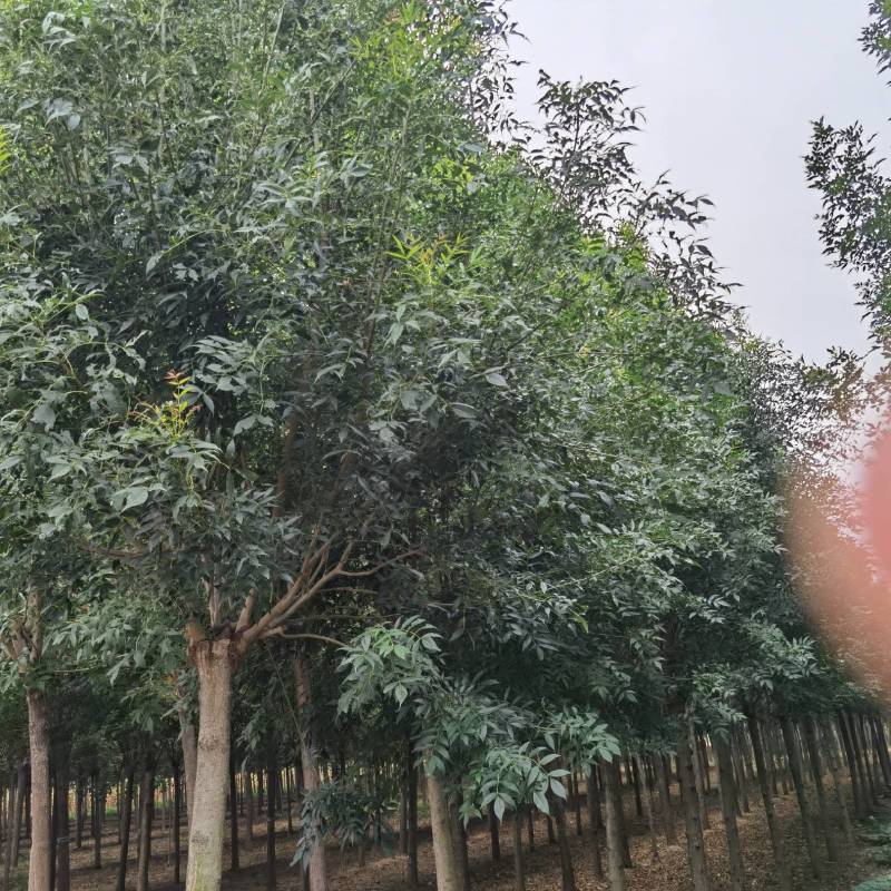 秋紫白腊（自家地里的，量大从优，欢迎实地考察，诚信第一）