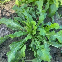 秋季荠菜棒棒菜上市啦