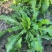 秋季荠菜棒棒菜上市啦