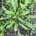 秋季荠菜棒棒菜上市啦