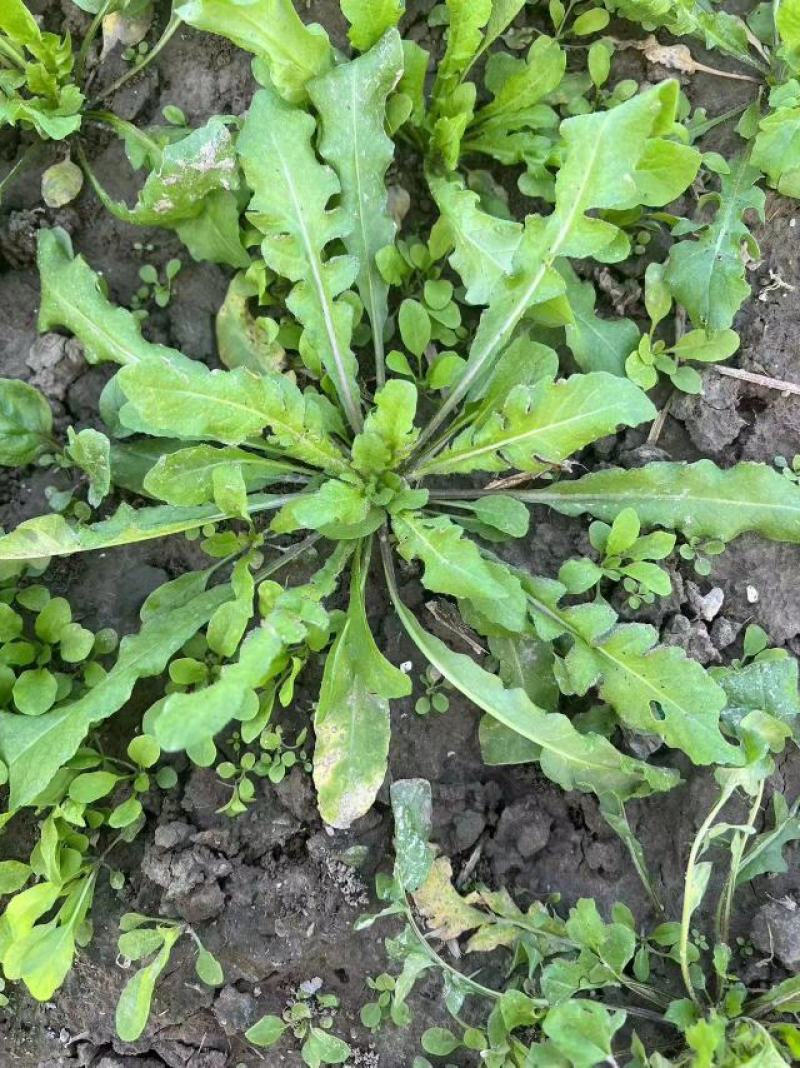 秋季荠菜棒棒菜上市啦