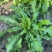 秋季荠菜棒棒菜上市啦