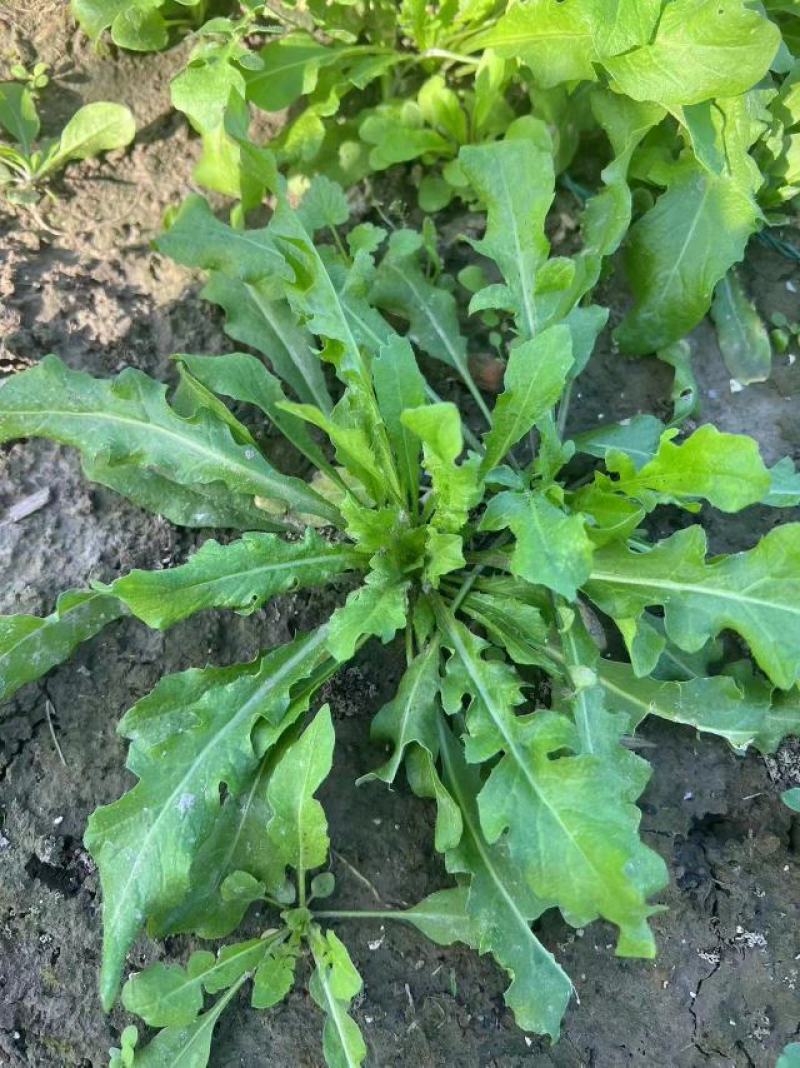 秋季荠菜棒棒菜上市啦