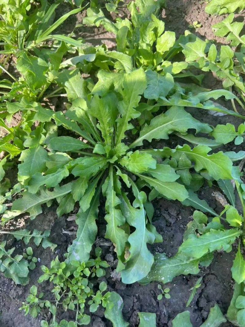 秋季荠菜棒棒菜上市啦