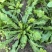 秋季荠菜棒棒菜上市啦