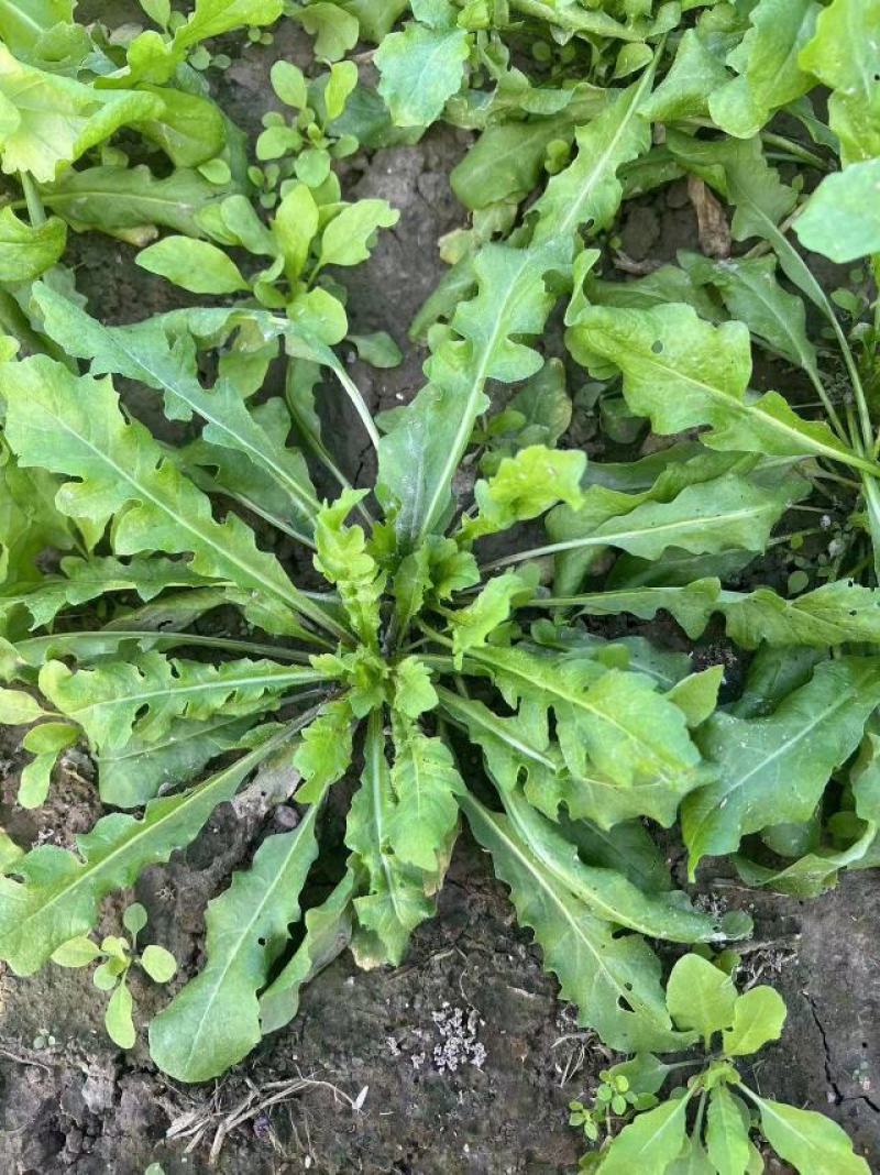 秋季荠菜棒棒菜上市啦