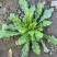 秋季荠菜棒棒菜上市啦