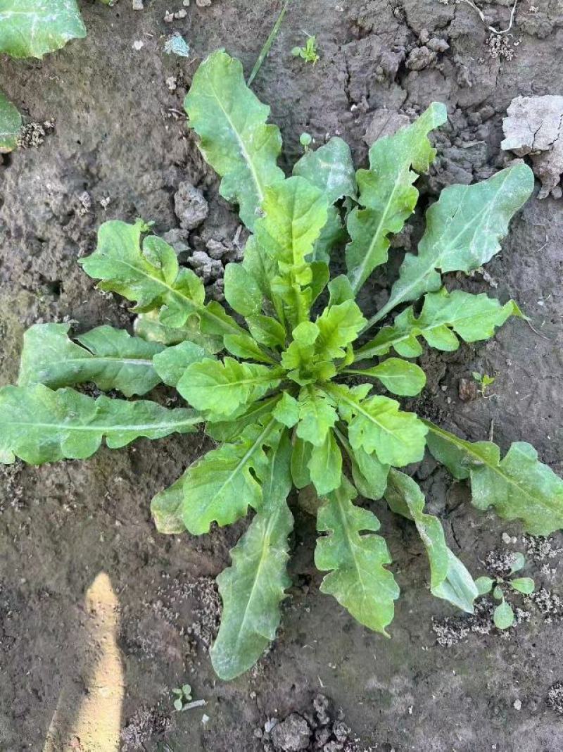 秋季荠菜棒棒菜上市啦