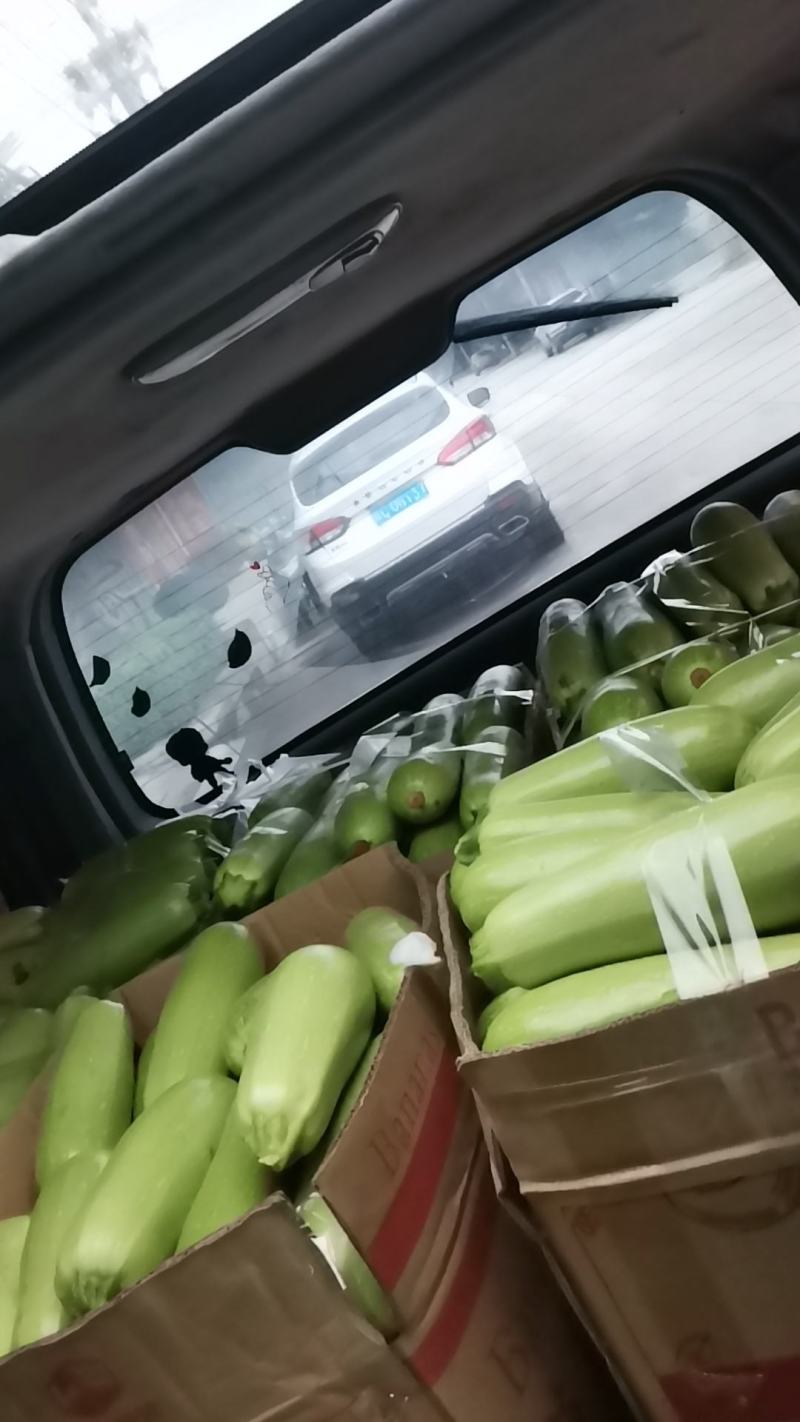 西葫芦精品西葫芦大量有货